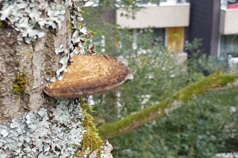 Baumkontrolle von Bäumen im Verkehrsbereich Pilzfruchtkörper an einem Baum. Im Hintergrund ist ein Mehrfamilienhaus.