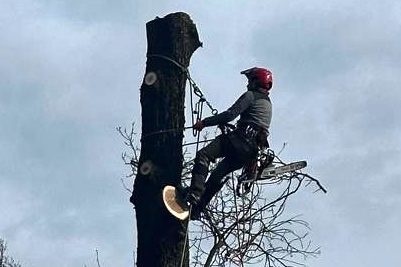Fällen bzw. Abtragen von Bäumen auf engem Raum Kletterer trägt einen Baum stückweise ab -von oben nach unten. Er trägt Steigeisen und nutzt eine Motorsäge.
